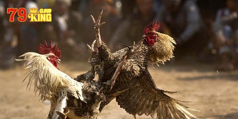 Tìm hiểu tổng quan chơi đá gà online là gì? 