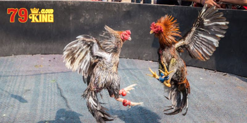 Ưu điểm của đá gà online là gì?