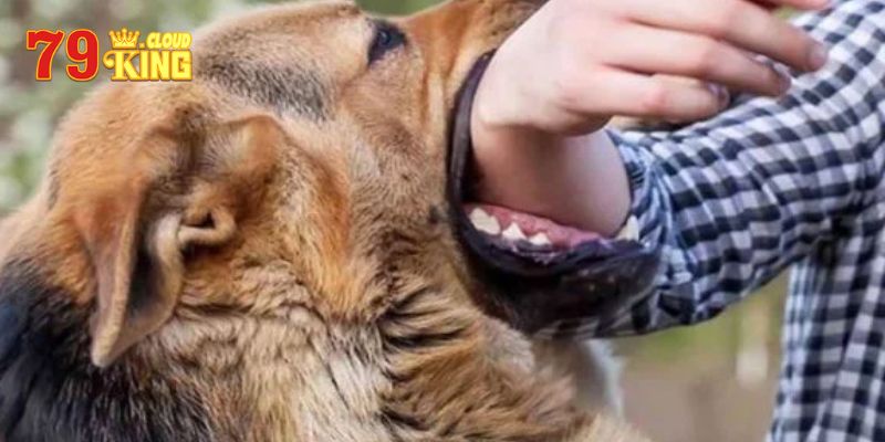 Giải mã ý nghĩa khi nằm mơ thấy chó cắn