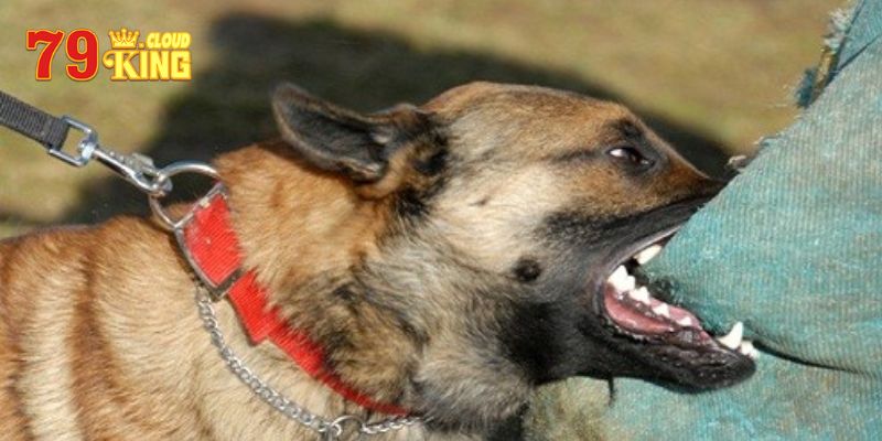 Mơ thấy người khác bị chó cắn có điềm báo gì?